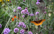 28th Jun 2023 - A butterfly and some flowers