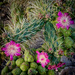 Cholla Surprise by 365projectorgbilllaing