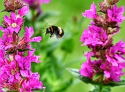 28th Jun 2023 - Flight of the bumblebee 