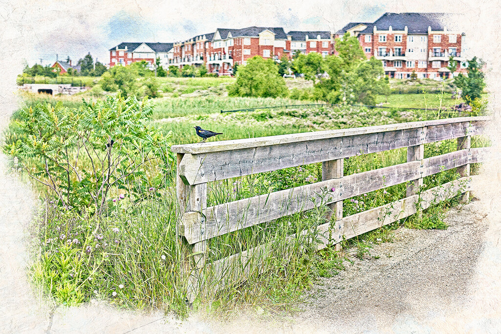 Field, Fence, and Bird by gardencat
