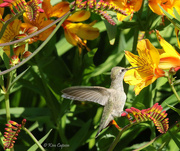 28th Jun 2023 - Happy Hummingbird