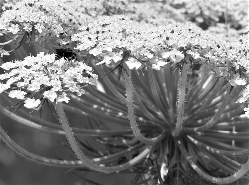 A wildflower growing by the wetlands on our walk in Greece by anitaw