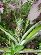 6th Jun 2023 - Pineapple