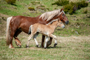 28th Jun 2023 - A foal with her mother