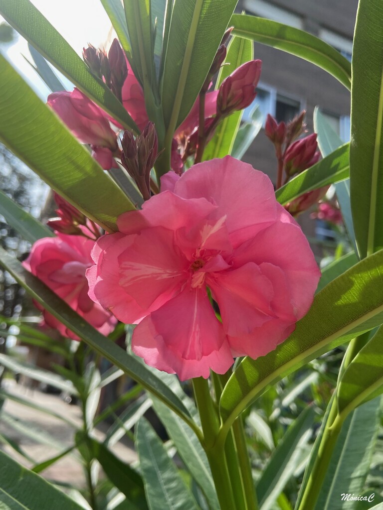 Pink oleander by monicac