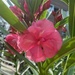 Pink oleander by monicac