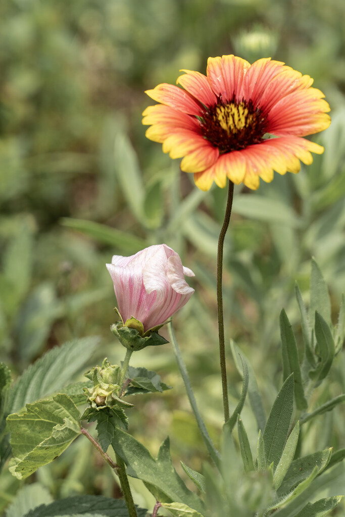Mallow and Indian Blanket by k9photo