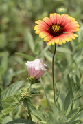 28th Jun 2023 - Mallow and Indian Blanket