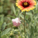 Mallow and Indian Blanket by k9photo