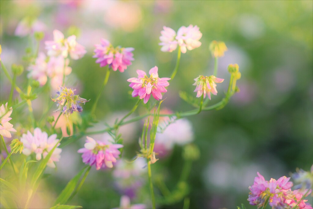Wildflowers in the Morning Light by lynnz