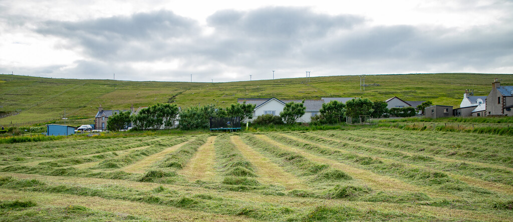 Silage Cut by lifeat60degrees
