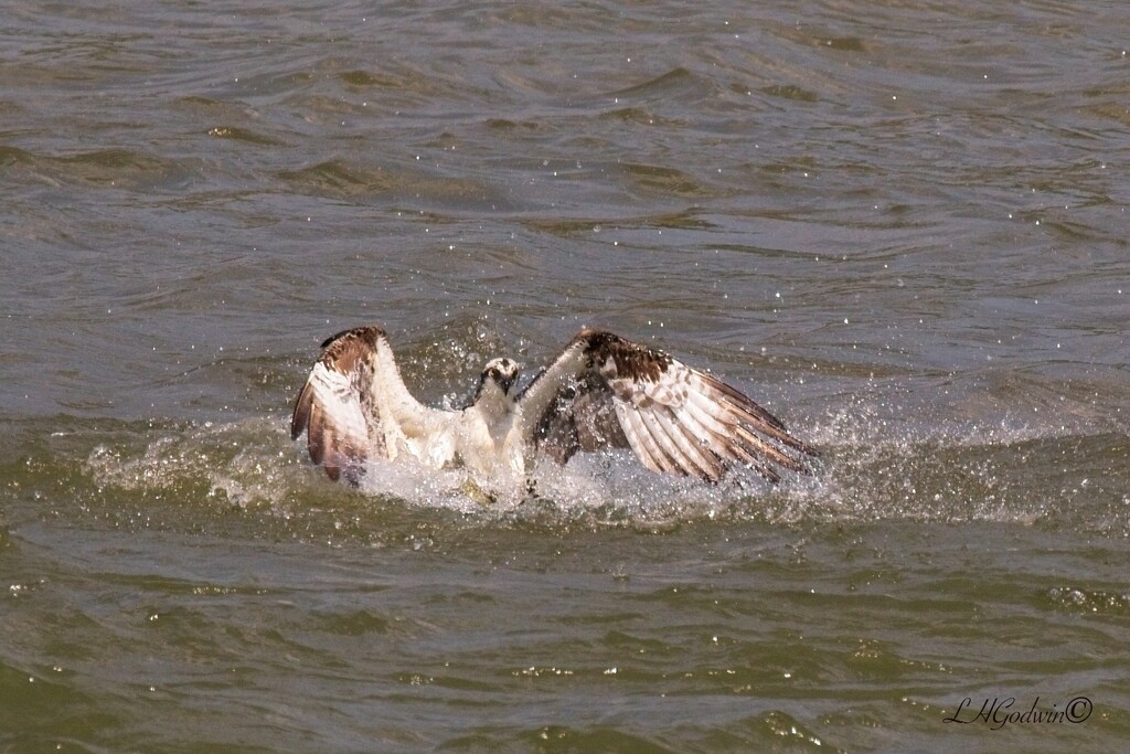 LHG_5388 Osprey splashdown by rontu
