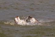 27th Jun 2023 - LHG_5388 Osprey splashdown