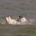 LHG_5388 Osprey splashdown by rontu