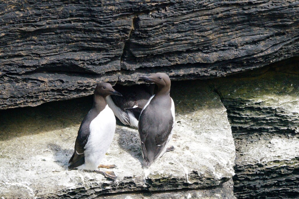 GUILLEMOTS by markp