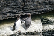 10th Jun 2023 - GUILLEMOTS