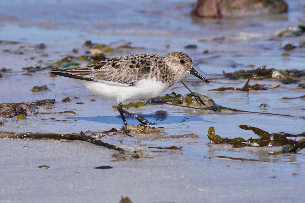 SANDERLING AT TOFT BAY by markp