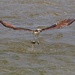LHG_5390Osprey comes up with a brim by rontu