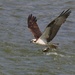 LHG_5401 Osprey ,Back to the nest with fish by rontu