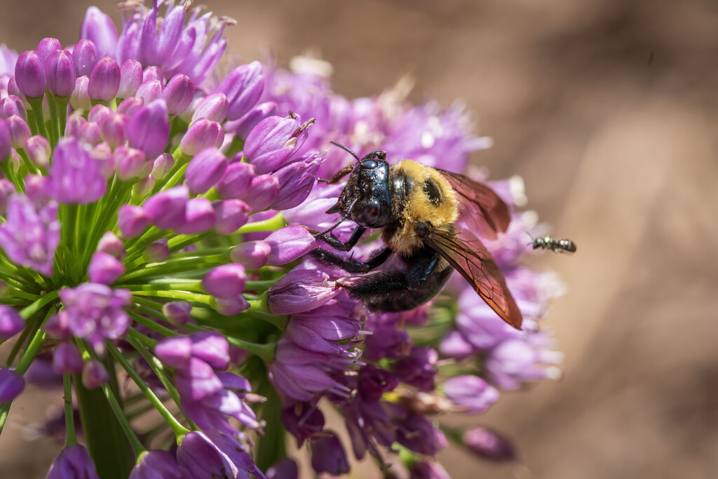 Bee-hind by kvphoto