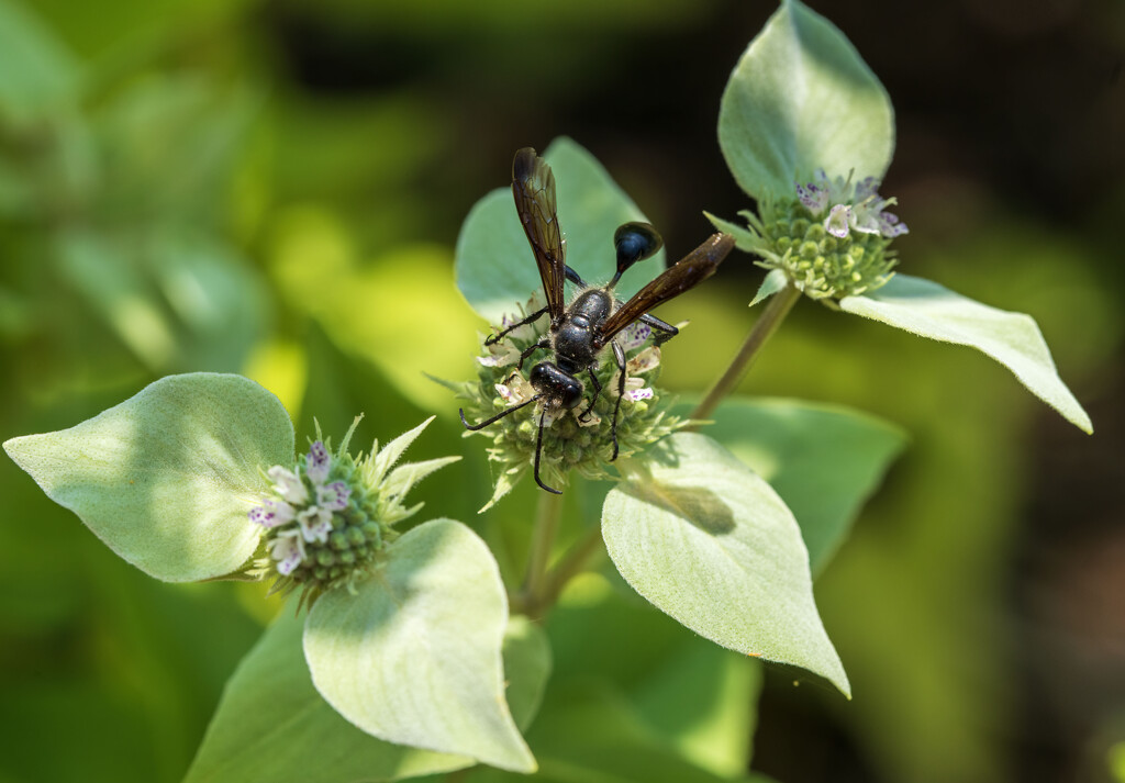 Wasp on Mint by kvphoto