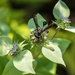 Wasp on Mint by kvphoto