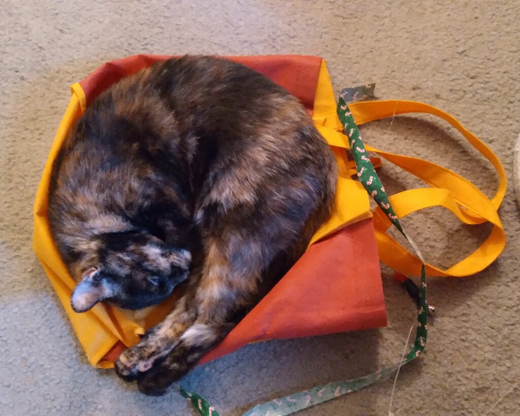 Nap time on her favorite bag by julie