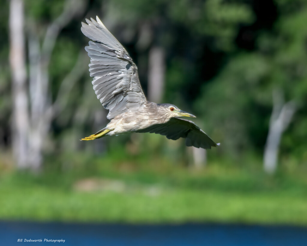 Black-crowned Night Heron (immature) by photographycrazy