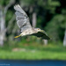 Black-crowned Night Heron (immature) by photographycrazy