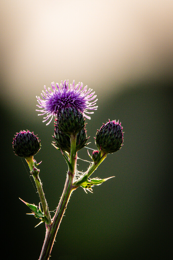 Field thistle by catangus
