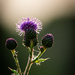 Field thistle by catangus