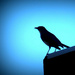 Bird In Blue by linnypinny