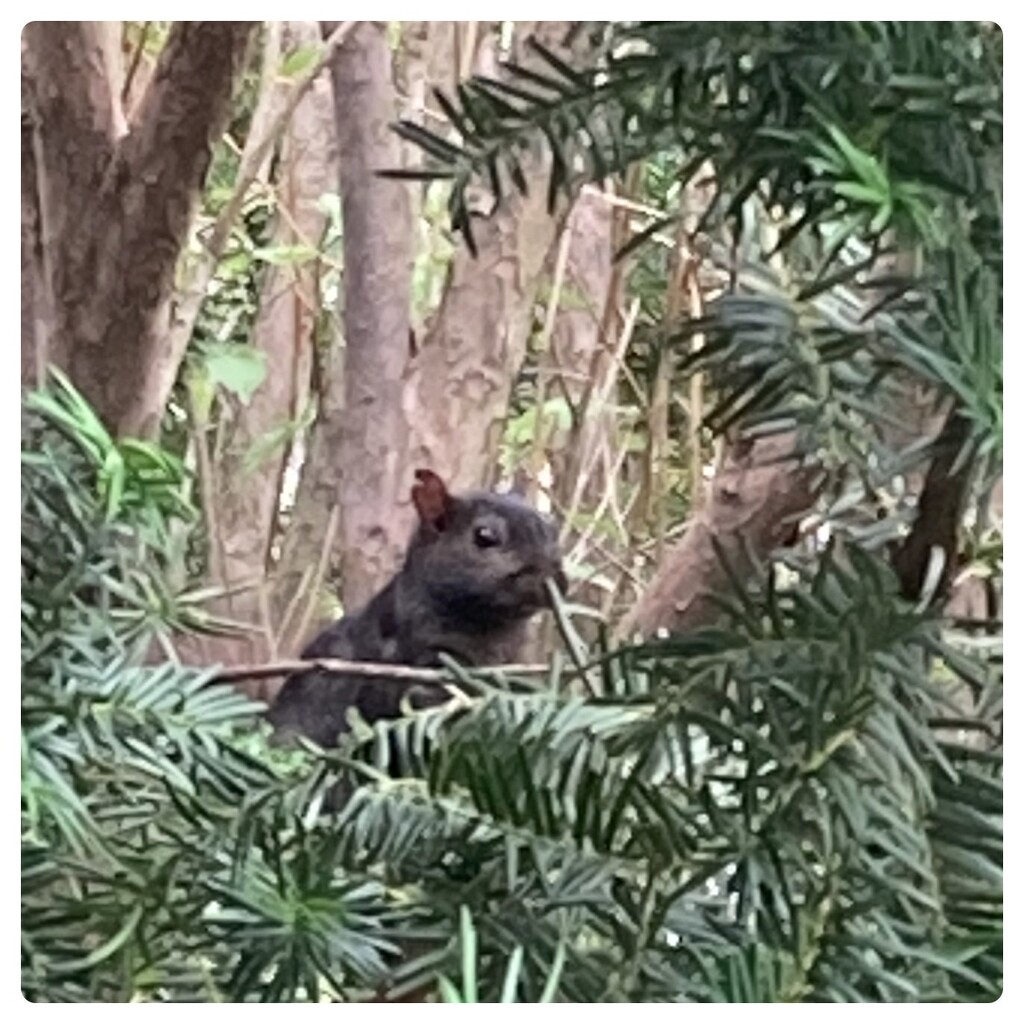 Wild June - Squirrel in the Yew Bush  by spanishliz