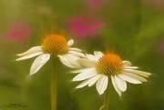 27th Jun 2023 - Coneflowers