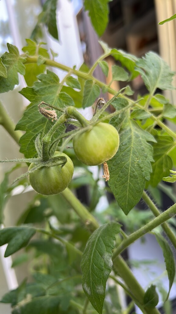 Green tomatoes by cadu