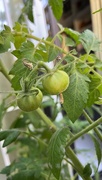 26th Jun 2023 - Green tomatoes