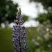 Maine Lupine Morning by berelaxed