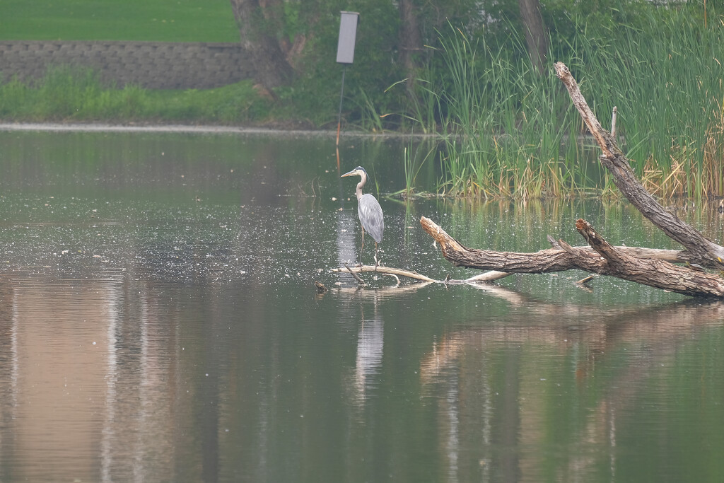 Heron in a Smokey Haze by tosee