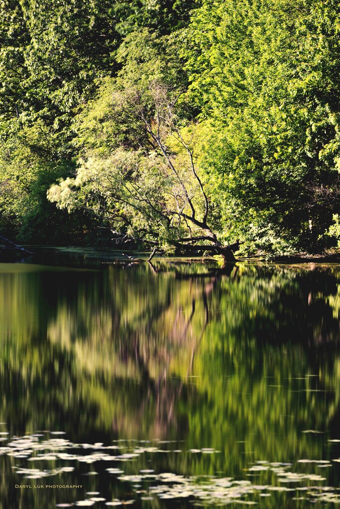 D170 Lakeside Reflection by darylluk