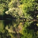 D170 Lakeside Reflection by darylluk