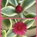 Heart-Leaf Ice Plant by eahopp
