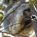 nearly time to emerge fully by koalagardens
