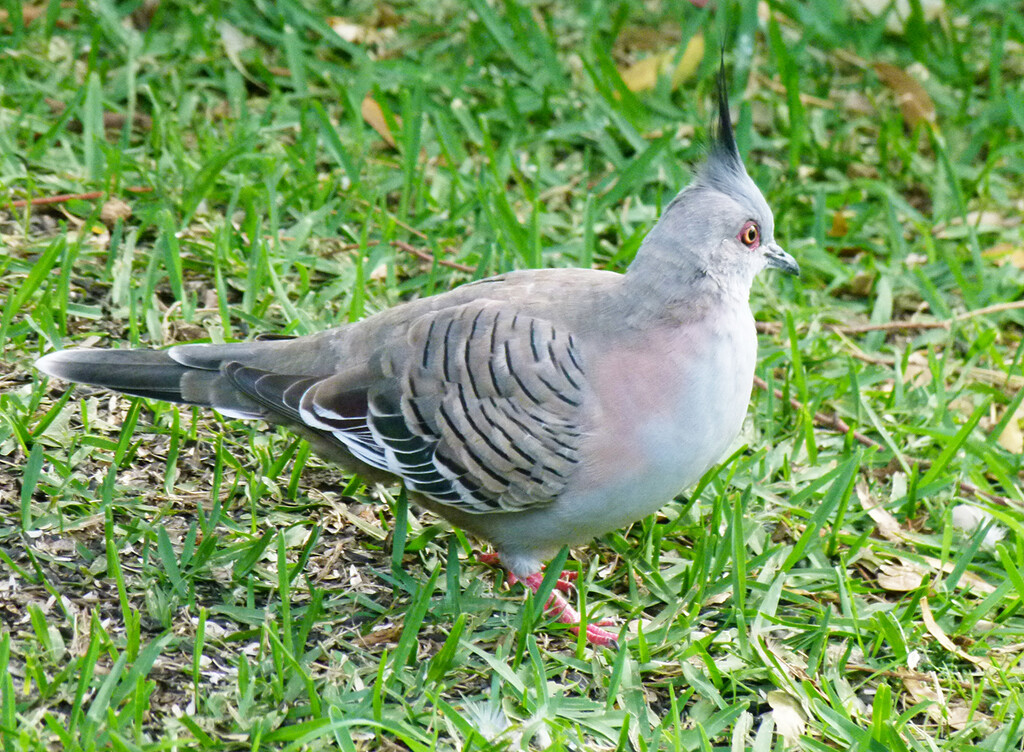 Crested Pigeon by onewing