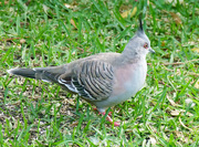 29th Jun 2023 - Crested Pigeon
