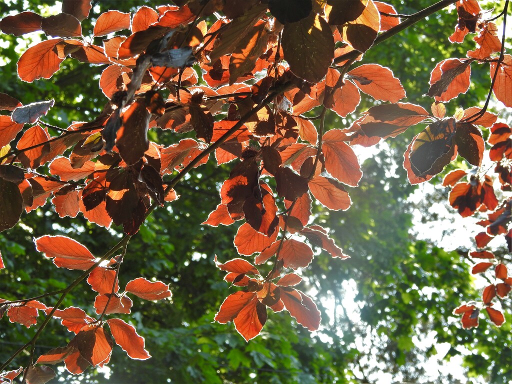 Sunlit Leaves by oldjosh