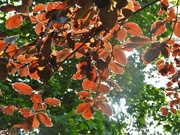 10th Jun 2023 - Sunlit Leaves