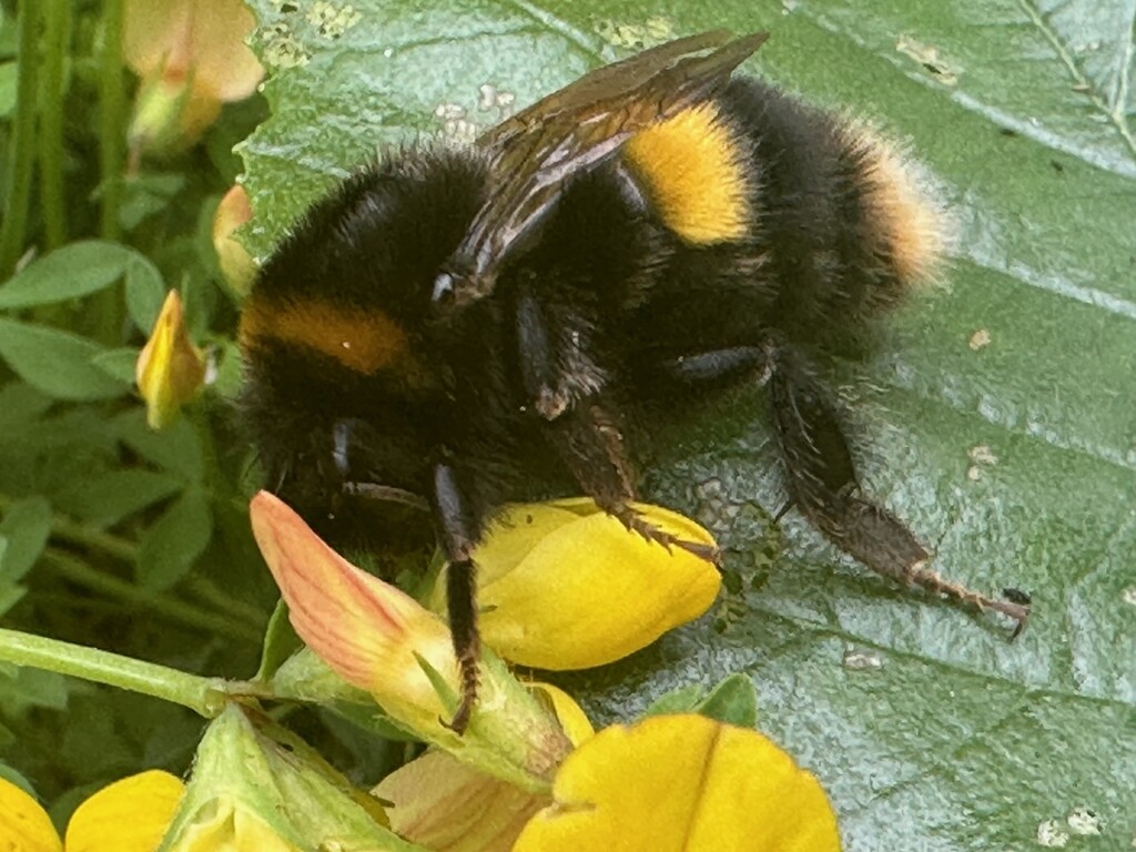 Not so Busy Bee  by bizziebeeme