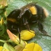 Not so Busy Bee  by bizziebeeme