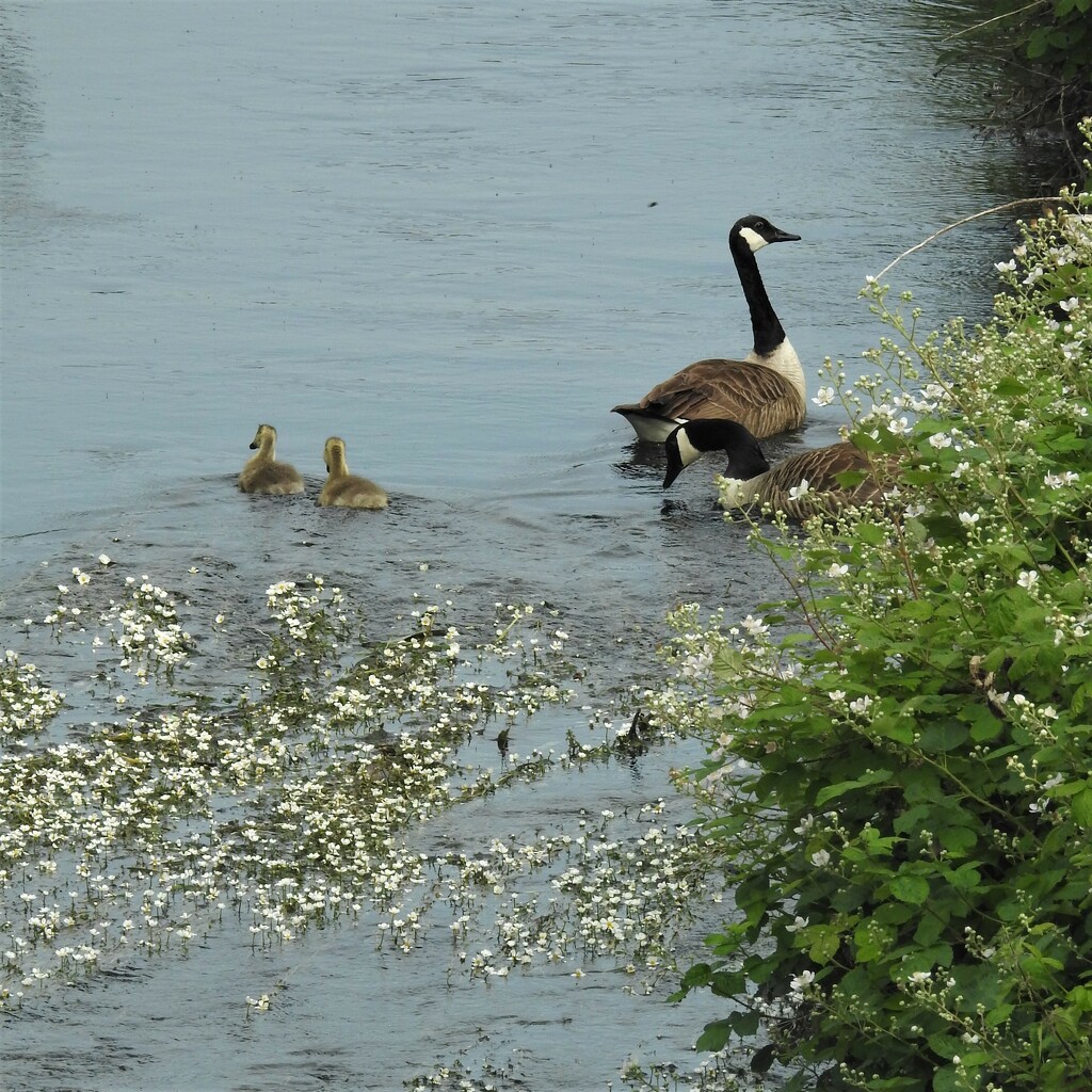 Geese and Goslings by oldjosh