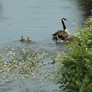 12th Jun 2023 - Geese and Goslings